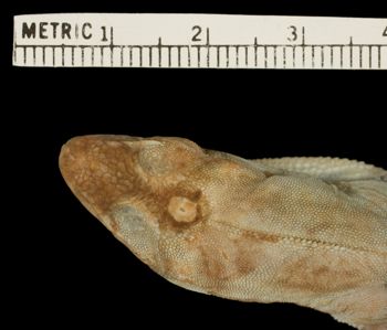 Media type: image;   Herpetology R-171449 Aspect: head dorsal